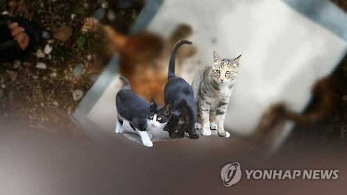 서울 강서구 '고양이 떼죽음' 사건 ※본 CG는 기사와 직접적인 관련이 없습니다. [연합뉴스]
